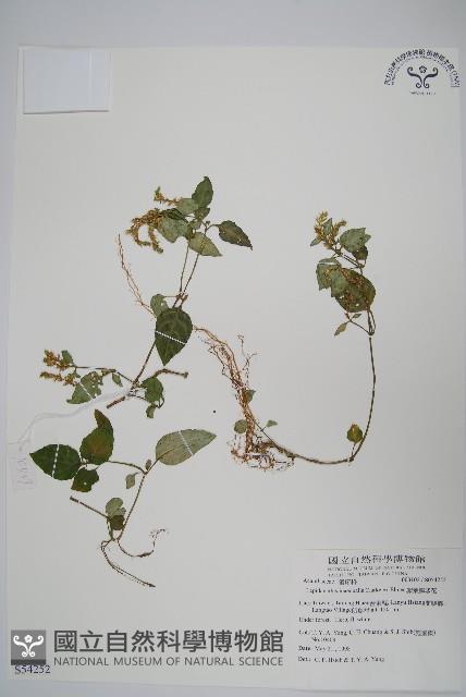 卵葉鱗球花藏品圖，第1張