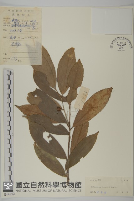 南華南蛇藤，青江藤藏品圖，第1張