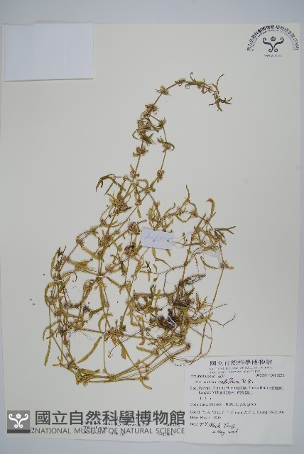 蓮子草藏品圖，第1張