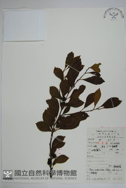 鼠李冬青、滿樹星藏品圖，第1張