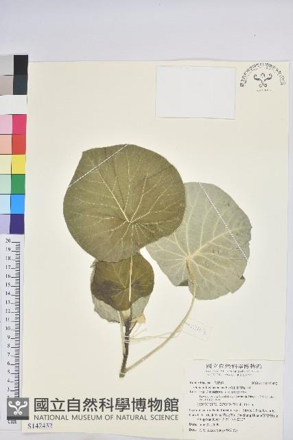 圓葉血桐藏品圖，第1張