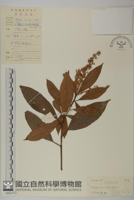 江南山柳藏品圖，第1張