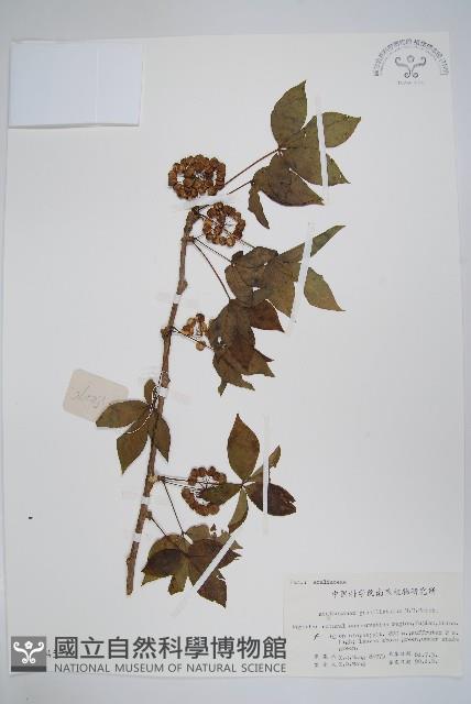 五加藏品圖，第1張