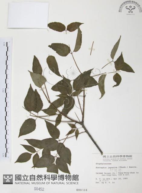 野鴉椿藏品圖，第1張