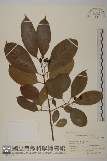 黃瓢子藏品圖，第1張