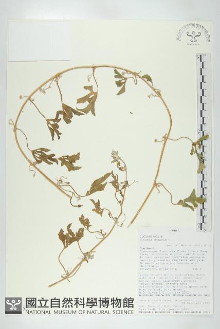 登錄號:S093452藏品圖，第1張