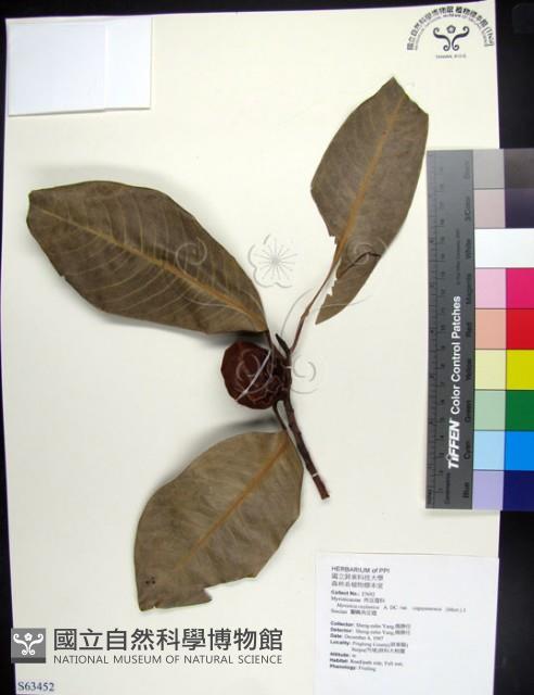 蘭嶼肉豆蔻藏品圖，第1張