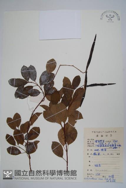 酸藤藏品圖，第1張