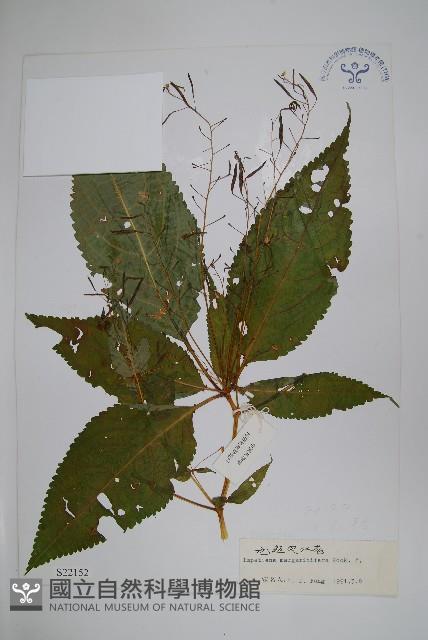 無距鳳仙花藏品圖，第1張