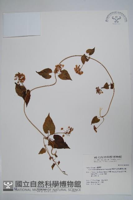 薄葉牛皮消藏品圖，第1張