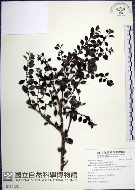 水雞油藏品圖，第1張