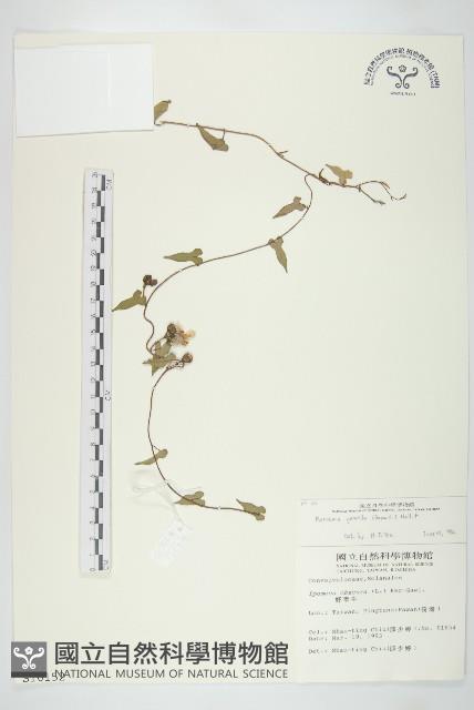 菜欒藤藏品圖，第1張