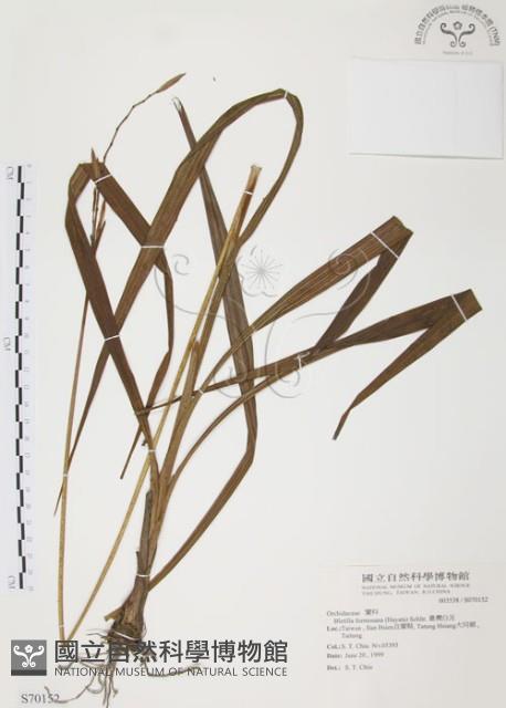 臺灣白及藏品圖，第1張