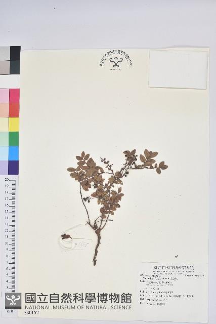 老鴉炮藏品圖，第1張