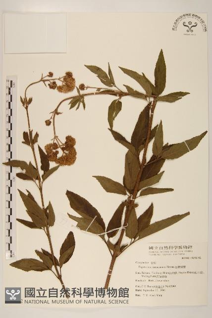 臺灣澤蘭藏品圖，第1張