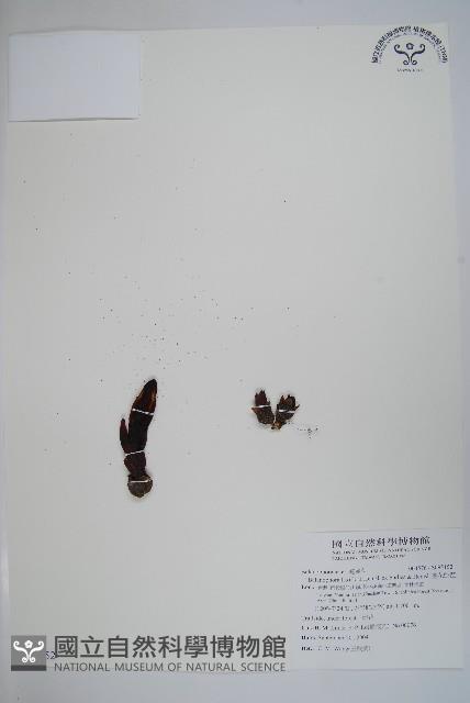 穗花蛇菰藏品圖，第1張