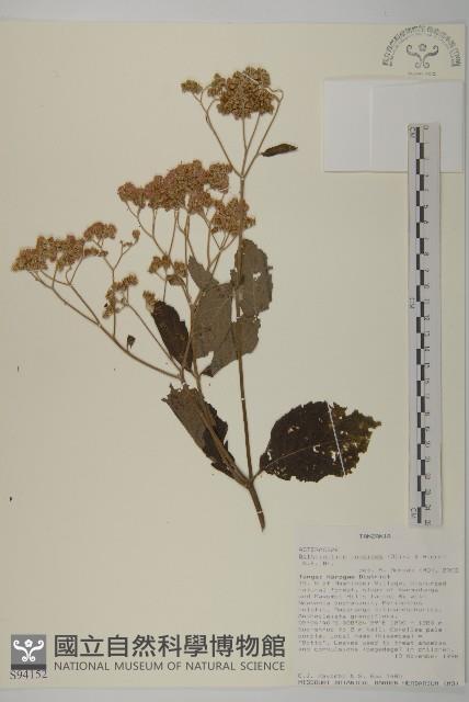 登錄號:S094152藏品圖，第1張