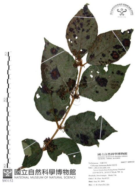 杜虹花，台灣紫珠藏品圖，第1張