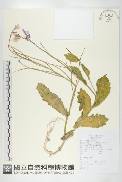 諸葛菜藏品圖，第1張