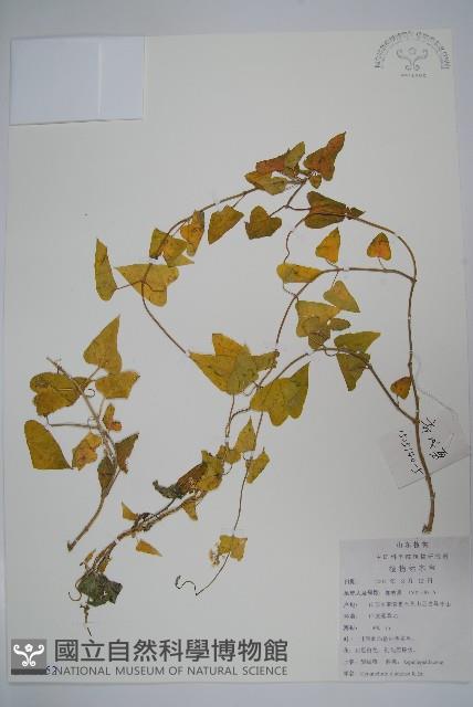 鵝絨藤藏品圖，第1張