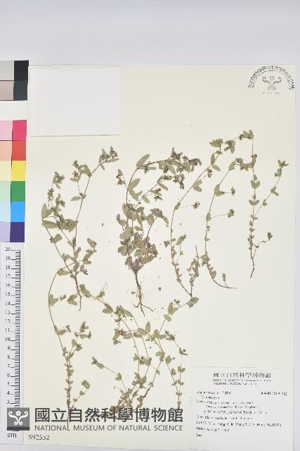 登錄號:S092352藏品圖，第1張