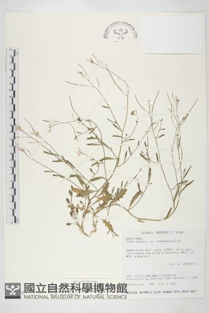 玉山筷子芥藏品圖，第1張