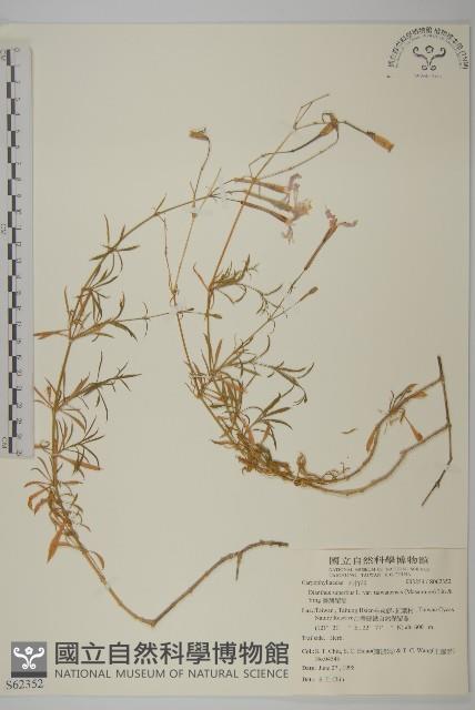 臺灣瞿麥藏品圖，第1張