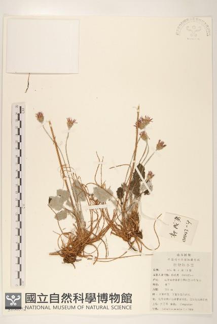 大丁草藏品圖，第1張