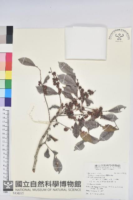 細葉饅頭果藏品圖，第1張