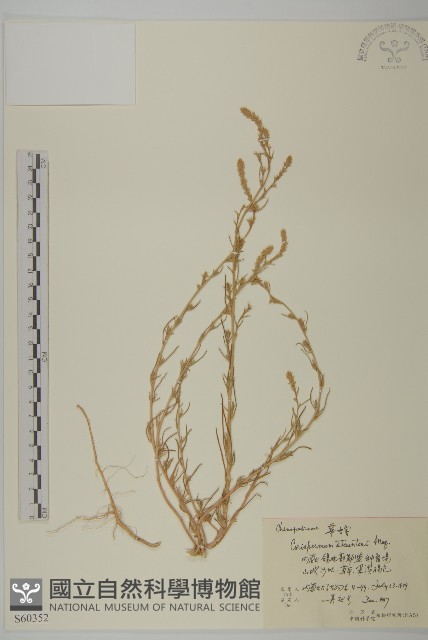 華蟲實藏品圖，第1張