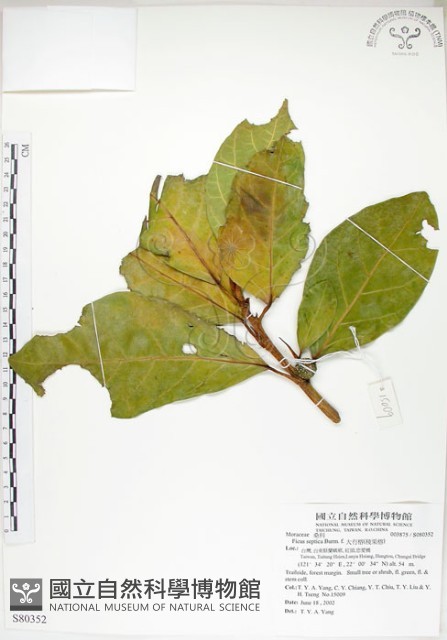 大冇榕、稜果榕藏品圖，第1張