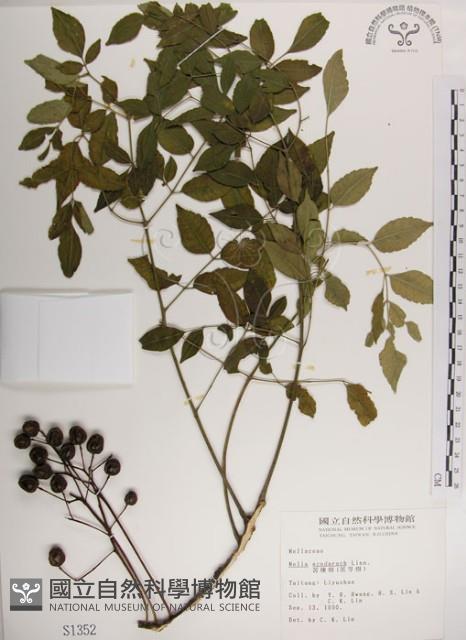 楝、苦楝藏品圖，第1張