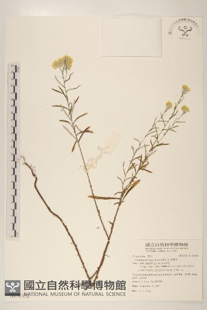 秋鼠麴草藏品圖，第1張