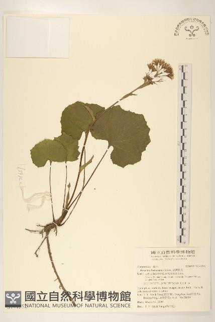 臺灣款冬藏品圖，第1張