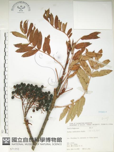 巒大花楸藏品圖，第1張