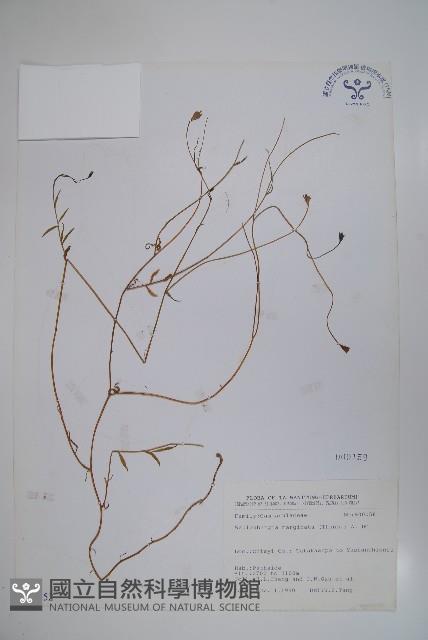 細葉蘭花參藏品圖，第1張