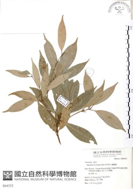 豬腳楠藏品圖，第1張