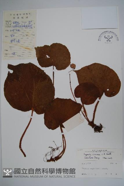 卷毛秋海棠藏品圖，第1張