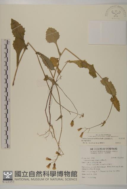 粉黃纓絨花藏品圖，第1張