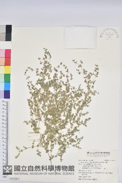 匐根大戟藏品圖，第1張