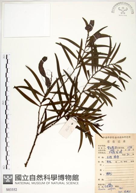 相思樹藏品圖，第1張