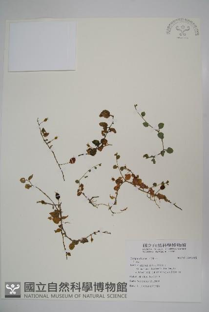 登錄號:S096852藏品圖，第1張