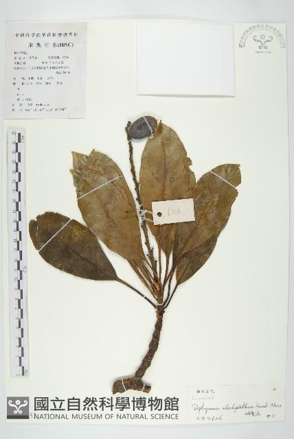 馬蹄參藏品圖，第1張