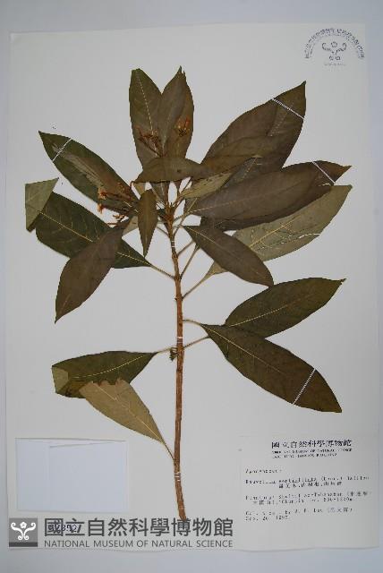 蘿芙木藏品圖，第1張
