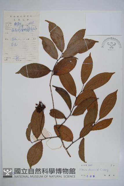 野獨活藏品圖，第1張