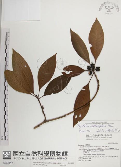 蘭嶼九節木藏品圖，第1張