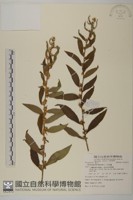 天名精藏品圖，第1張