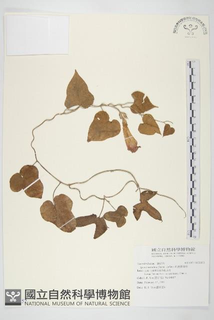 銳葉牽牛藏品圖，第1張