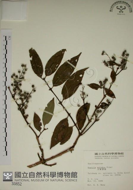 大葉溲疏藏品圖，第1張