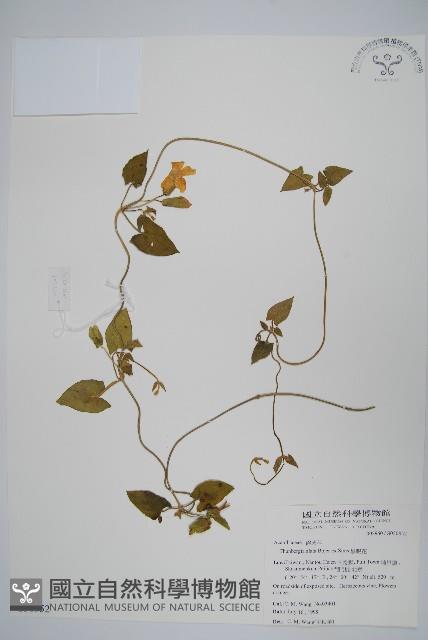 黑眼花藏品圖，第1張